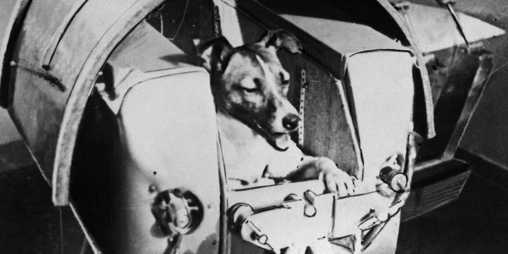 Het eerste levende wezen in de ruimte: het hondje Laika